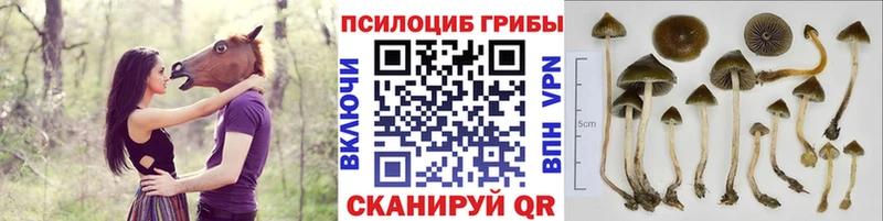 Галлюциногенные грибы прущие грибы Тогучин